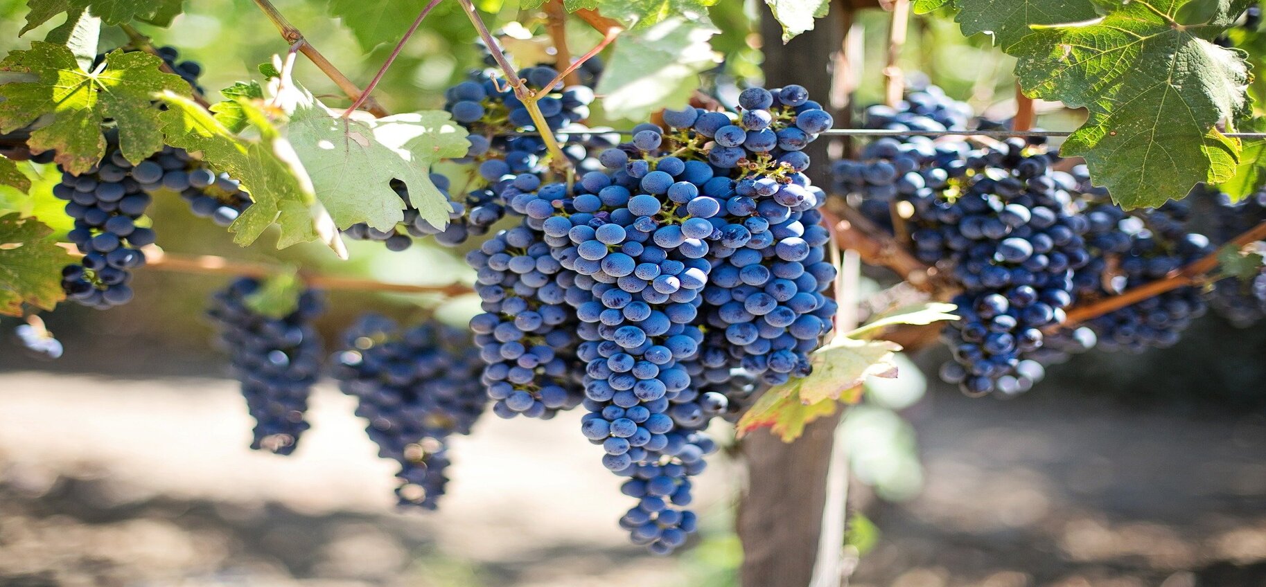Vinos Vinos
