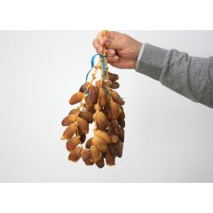 Dátil Deglet Nour en racimo 1kg