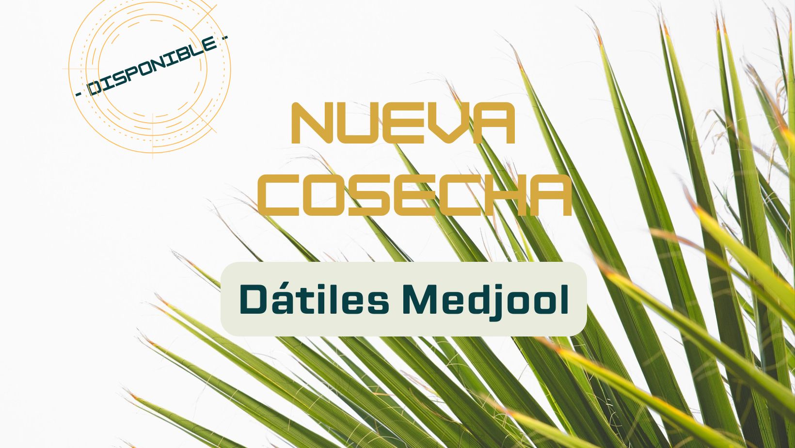 https://www.mercadodelparaiso.com/datiles/medjool.html
